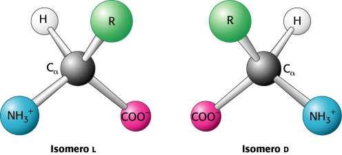 PROTEINE Il C centrale (cosiddetto α) non è chirale (asimmetrico) solo nell aa GLICINA, dove R= H Macromolecole costituite da L-aminoacidi di