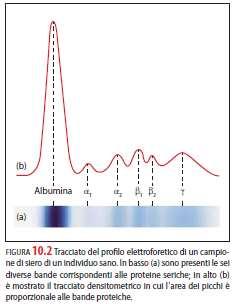 La maggior parte delle proteine globulari hanno punti isoelettrici tra ph 4,5 e 6,5.