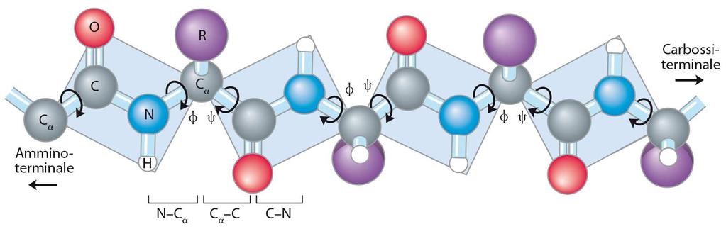 Angolo φ (fi): generato dalla rotazione del legame tra Cα e N ammidico