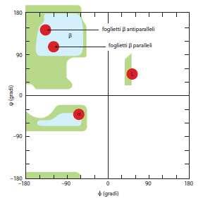 Ramachandran Plot (plot =grafico) Indica le combinazioni possibili di φ e ψ