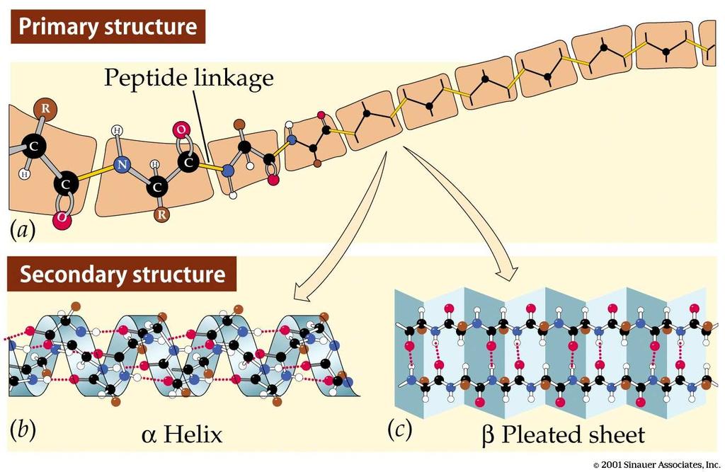 Foglietto β pieghettato Le strutture secondarie sono mantenute da legami idrogeno tra atomi