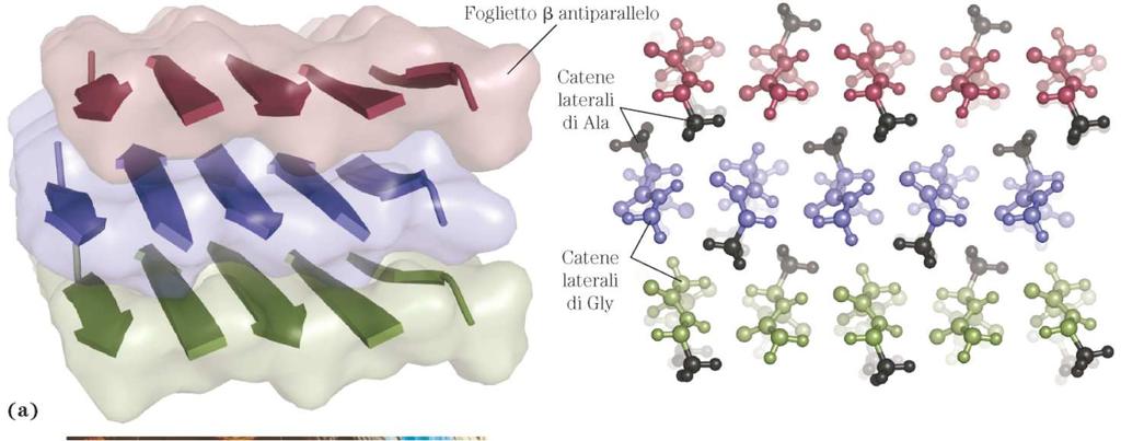 foglietti diversi, come nella fibroina della