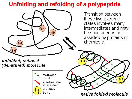 Una catena polipeptidica appena sintetizzata deve conformarsi, (cosiddetto folding) e, spesso, subire modificazioni chimiche per generare