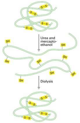 L informazione per il folding della proteina è contenuta nella sequenza Tutti i polipeptidi con la stessa sequenza amminoacidica assumono, in condizioni standard, la stessa conformazione (lo stato