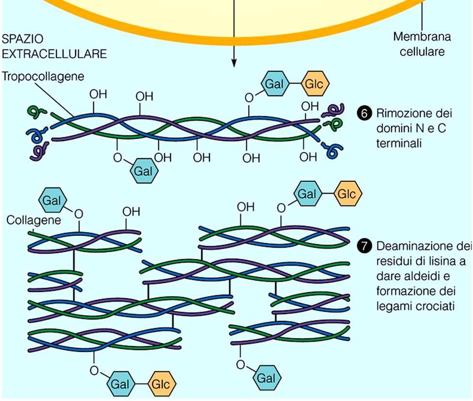 Idrossilazione di Pro Glicosilazione Assemblaggio a formare le supereliche