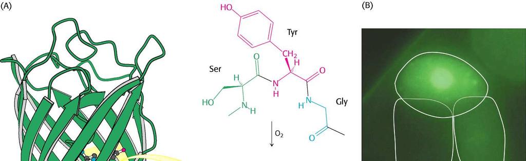 Esempio di modifica covalente durante il funzionamento di una proteina non fibrosa: