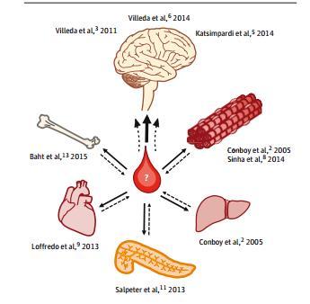 Il ringiovanimento cerebrale: è possibile?