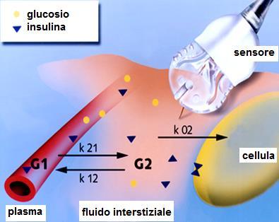 spazio interstiziale velocità di utilizzo del glucosio da parte del tessuto ritardo