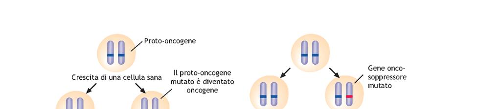 ONCOGENI = FENOTIPO DOMINANTE (BASTA UNO DEI DUE ALLELI (O IL PATERNO OD IL MATERNO AD ESSERE MUTATI, PERCHE IL FENOTIPO POSSA