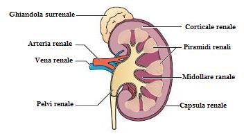 La displasia renale 3 Che cosa succede al rene? I reni si formano mentre il bambino cresce e si sviluppa nel grembo materno.
