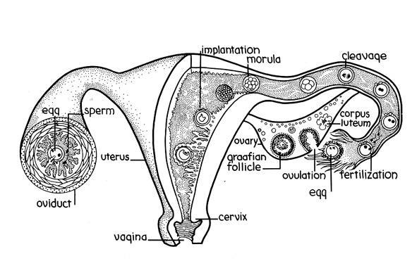 Le tube uterine sono sottili ed hanno andamento molto flessuoso.