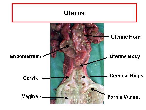 Utero L'utero è costituito da due corna, da un corpo e da una cervice.