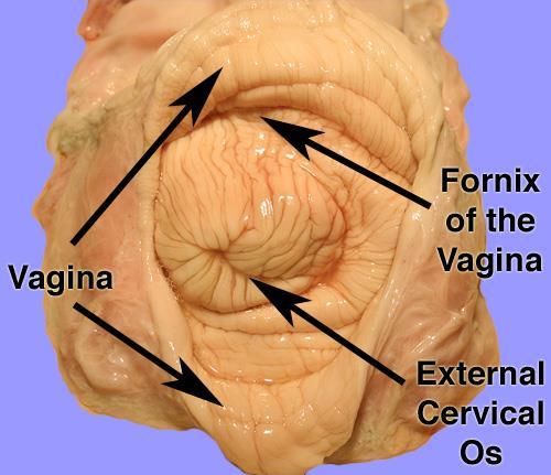 La mucosa della cervice è sollevata in pieghe longitudinali e