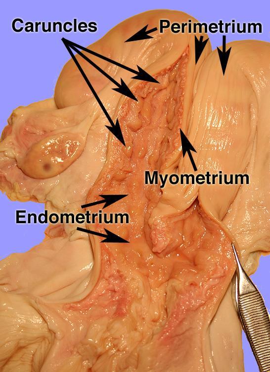 L utero possiede una tonaca sierosa, una muscolare ed una mucosa