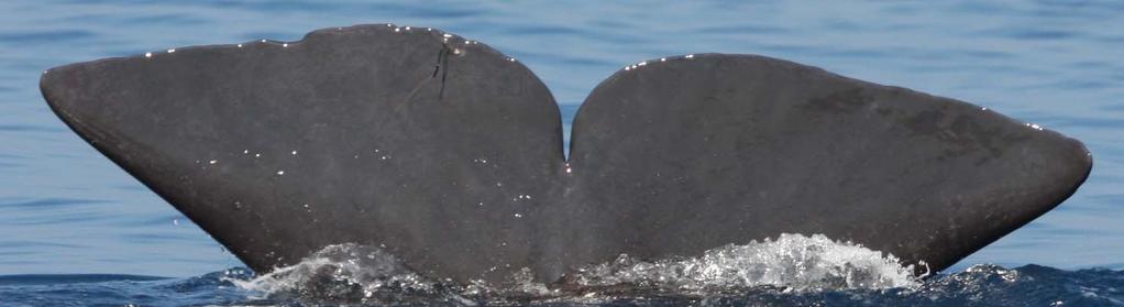 Un totale di 71 individui è stato foto identificato sulla base dei marchi naturali presenti sulla pinna caudale.