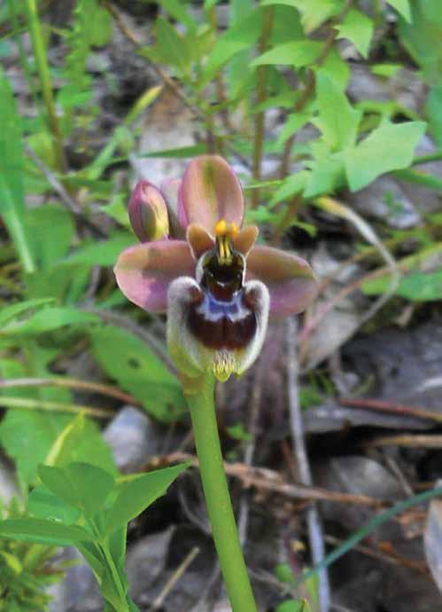 Ophrys bombyliflora O. tenthredinifera (= Ophrys sommieri E.G. Camus ap.