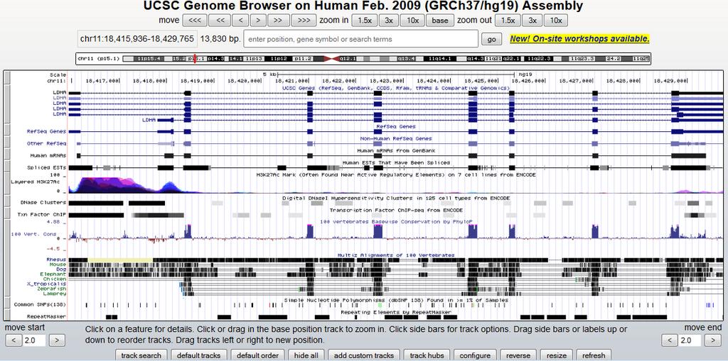 Pulsanti di spostamento sul genoma Pulsanti per ingrandire o rimpicciolire l area di interesse Posizione attuale sul genoma chr: