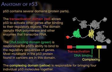 Famiglie proteiche e domini Nonostante l elevato numero di proteine esistenti, la maggior parte di esse può venire raggruppata in un numero limitato di famiglie in base alla similarità tra le loro