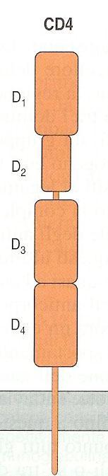 Struttura del co-recettore CD4 Il dominio amino-terminale D1 ha una struttura simile al dominio V di una Ig.