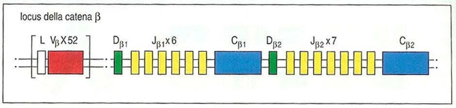 L organizzazione germinale del locus b Il locus TCRb (cromosoma 7) ha un organizzazione diversa da quello a.