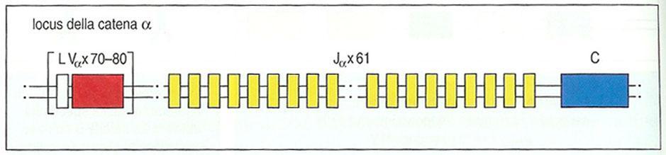 L organizzazione germinale del locus a Il locus TCRa (cromosoma 14) consiste di 70-80 segmenti genici Va ciascuno preceduto da un esone per una sequenza leader (L).