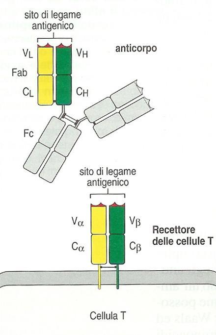 Struttura Il TCR è simile ad un