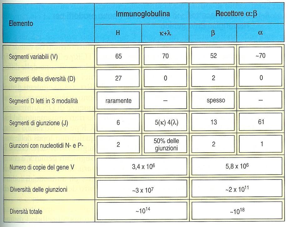 La generazione della diversità dei TCRs Confronto tra il numero dei segmenti genici ed i modi in cui si ottiene la diversità nei TCR e nelle Ig umane.