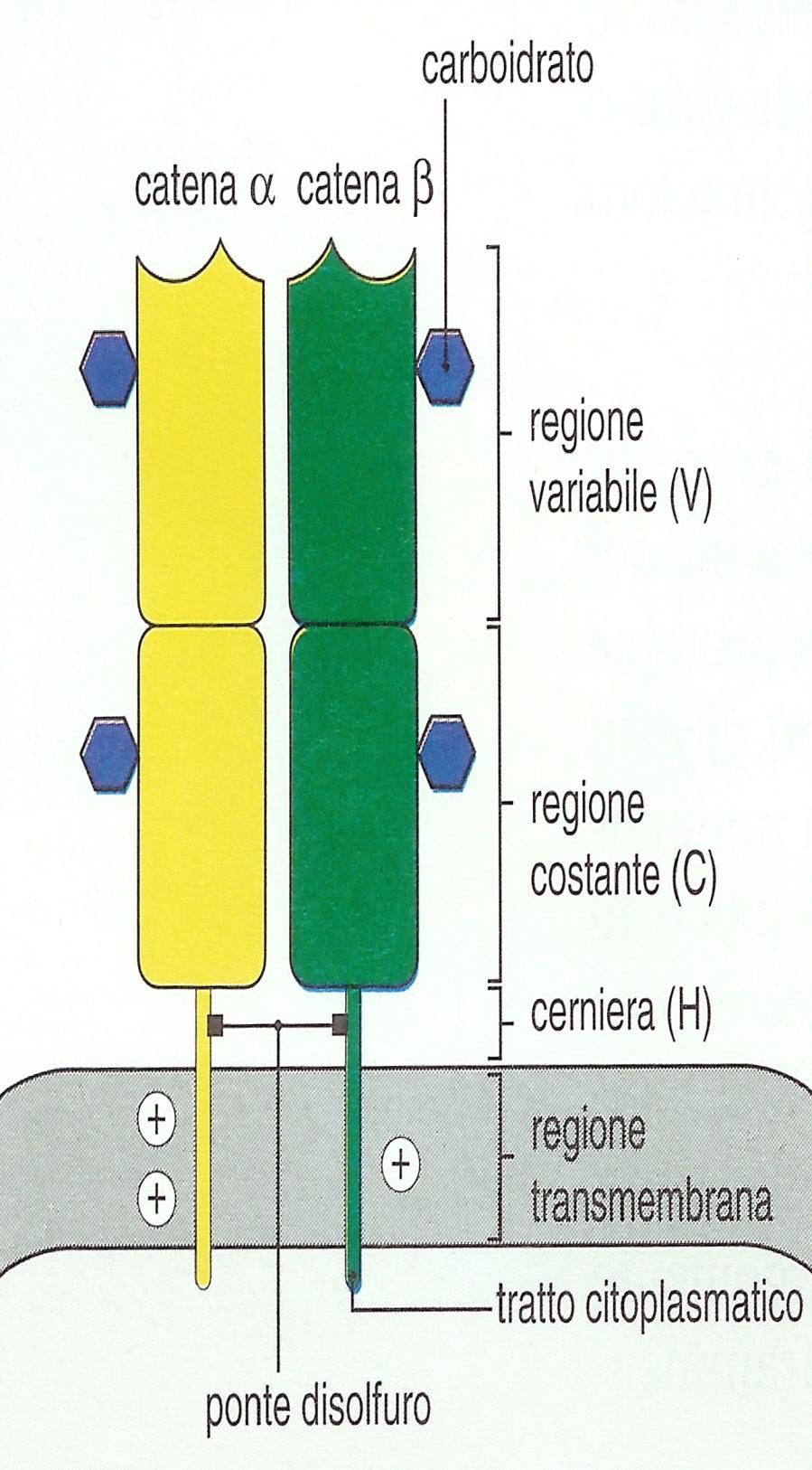 Struttura TCR: è composto da due catene glicoproteiche trans-membrana (a e b). La porzione extracellulare di tali catene consiste di due domini simili rispettivamente al dominio V e C delle Ig.