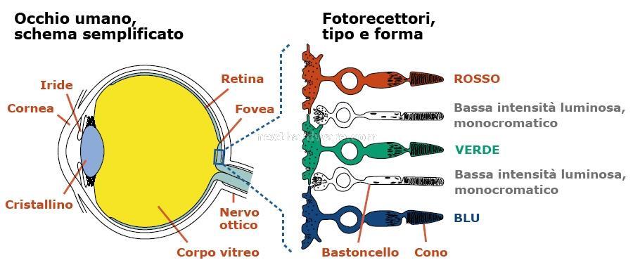 La vista Le radiazioni visibili dall'occhio umano sono comprese in una fascia molto limitata dello spettro elettromagnetico, il fatto che noi riusciamo a percepire sotto forma di luce soltanto una