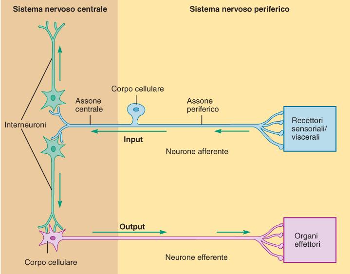 CENTRALE E