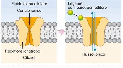 2 RECETTORI IONOTROPI E METABOTROPI I neurotrasmettitori liberati per esocitosi dalla cellula presinaptica si legano ai recettori presenti sulla cellula postsinaptica, causando l apertura (o