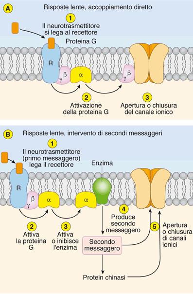RECETTORI METABOTROPI Il recettore non è un canale, attiva una proteina G che a sua volta attiva altri effettori (canali e/o messaggeri) es.