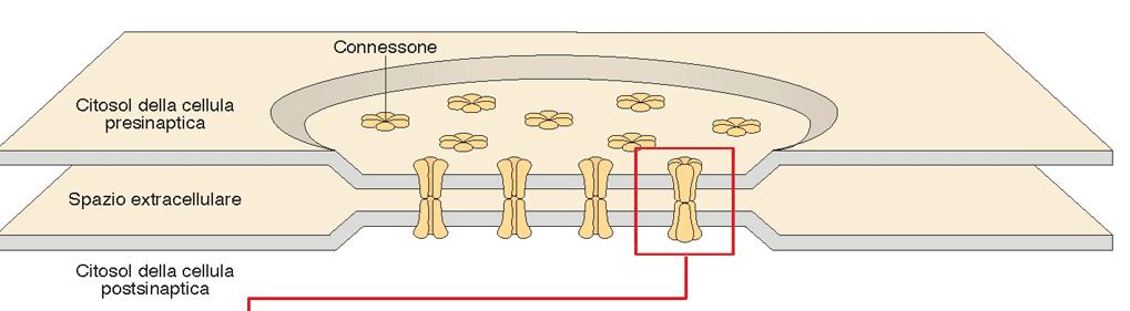 LA SINAPSI ELETTRICA (GAP JUNCTION) Formata da 2 connessoni, connette il citoplasma di due cellule contigue ogni