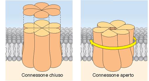 2+ la trasmissione elettrica avviene anche quando il segnale presinaptico è sotto soglia le sinapsi elettriche