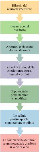 La trasmissione del segnale nella sinapsi chimica Rilascio neurotrasmettitore Legame con il recettore Apertura o chiusura di canali ionici La modificazione della conduttanza genera flussi ionici 1 2