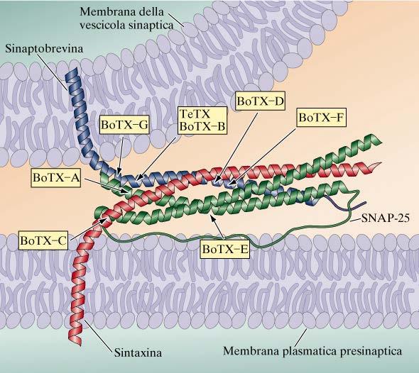 Le tossine che interferiscono con il rilascio di neurotrasmettitore -Tossine prodotte da batteri del genere Clostridium