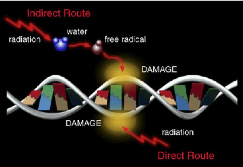 La radiazione può danneggiare il DNA in 2 modi. La radiazione può colpire direttamente il DNA ionizzando e danneggiando i legami chimici.