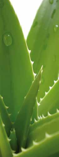 ALOE VERA GEL Art. 15 ( 29,78) ALOE BITS N PEACHES Art. 77 ( 32,24) ALOE BERRY NECTAR Art. 34 ( 29,78) FREEDOM Art. 196 ( 43,22) Fresco gel di Aloe Vera stabilizzato al 100%.