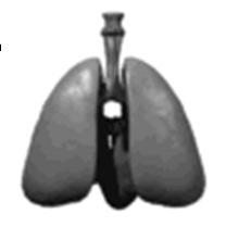 AGONISTI β 2 Fenoterolo, Salbutamolo, Terbutalina solfato, Orciprenalina, Formoterolo, Salmeterolo,