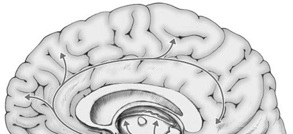 NORADRENALINA anche effetti sul SNC I neuroni noradrenergici sono organizzati in 2 sistemi assonali (locus coeruleus e tegmento laterale), che proiettano in maniera diffusa in numerose aree del SNC.