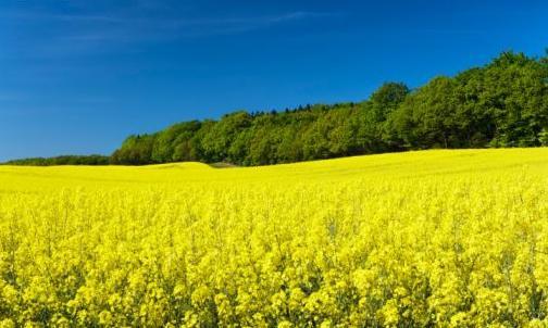 possono essere utilizzati per scopi agricoli.