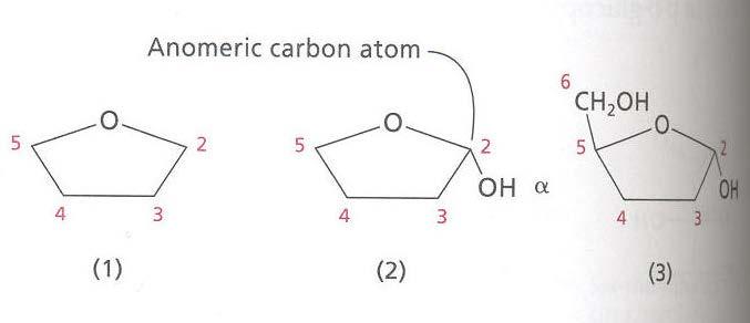 Struttura di Haworth (α-d-fruttofuranosio) 1. Si disegna un ciclo a 5 piatto. L atomo di ossigeno viene posizionato dietro (per un anello a 6 atomo, l ossigeno viene posto dietro sulla destra) 2.