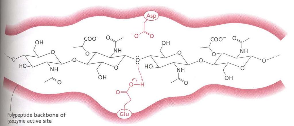 Idrolisi dei glicosidi I glicosidi e polisaccaridi, essendo acetali, possono essere idrolizzati in acqua debolmente acida (cellulosa fornisce glucosio al 95% in acido cloridrico