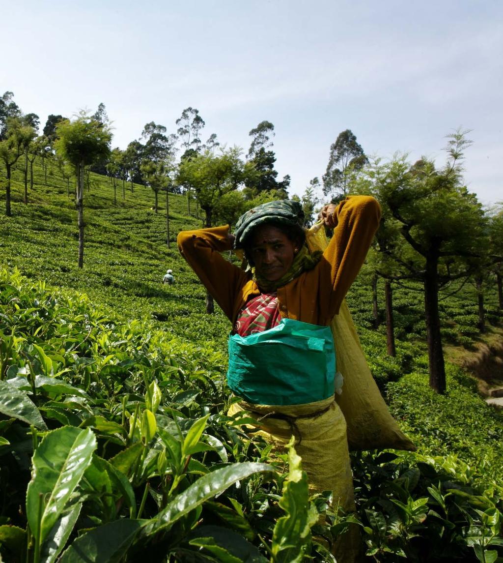 I Valori del marchio Fairtrade Equità Sostenibilità Opportunità dignità e sviluppo del proprio