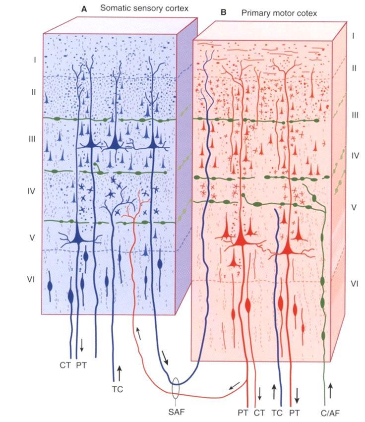 Telencefalo: corteccia telencefalica Afferenze: