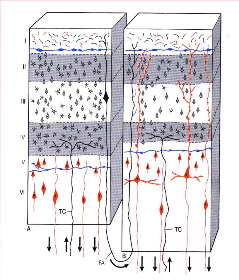 Telencefalo: corteccia telencefalica Organizzazione laminare I strato: molecolare II granulare esterno III IV piramidale esterno granulare interno cellule stellate particolarmente abbondanti in