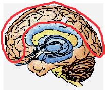 Pensiero razionale Filogeneticamente recente Neocorteccia - (Premotor) 2 strato (paleomammiferi) Funzioni mantenimento specie ippocampo (emozione)