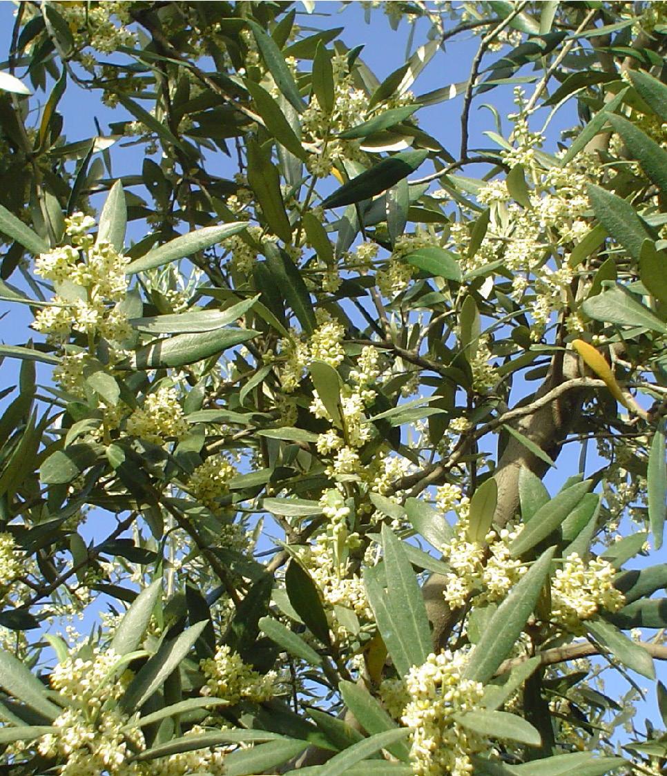 TERRITORIO LA FIORITURA DEGLI ULIVI Il territorio in cui è ubicata l azienda, caratterizzato da un orientamento Sud-SO con giacitura collinare, gode di un clima particolarmente salubre per le