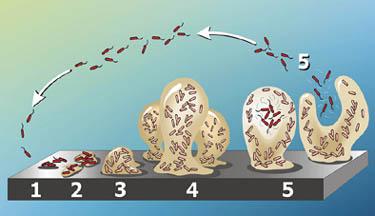 3. Batteri multiresistenti: resistenti anche ai disinfettanti? Sasatsu M., Shimizu K., Noguchi N. & Kono M. (1993).