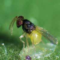Attività biologica Oxamyl è un insetticida-nematocida sistemico per il controllo dei nematodi Vydate applicato al terreno viene assorbito
